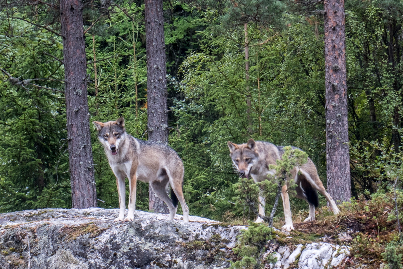 Vargjakten förlängs i områden kring Gnesta och Flen. Arkivbild. Foto: Paul Kleiven/NTB/TT