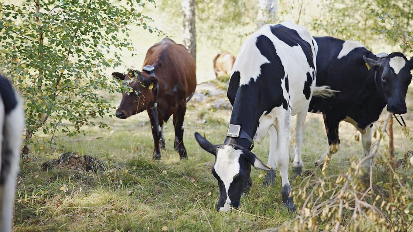 Digital övervakning av boskap är tänkt att minska behovet av traditionell stängsling med eltråd och stolpar. Foto: Arla