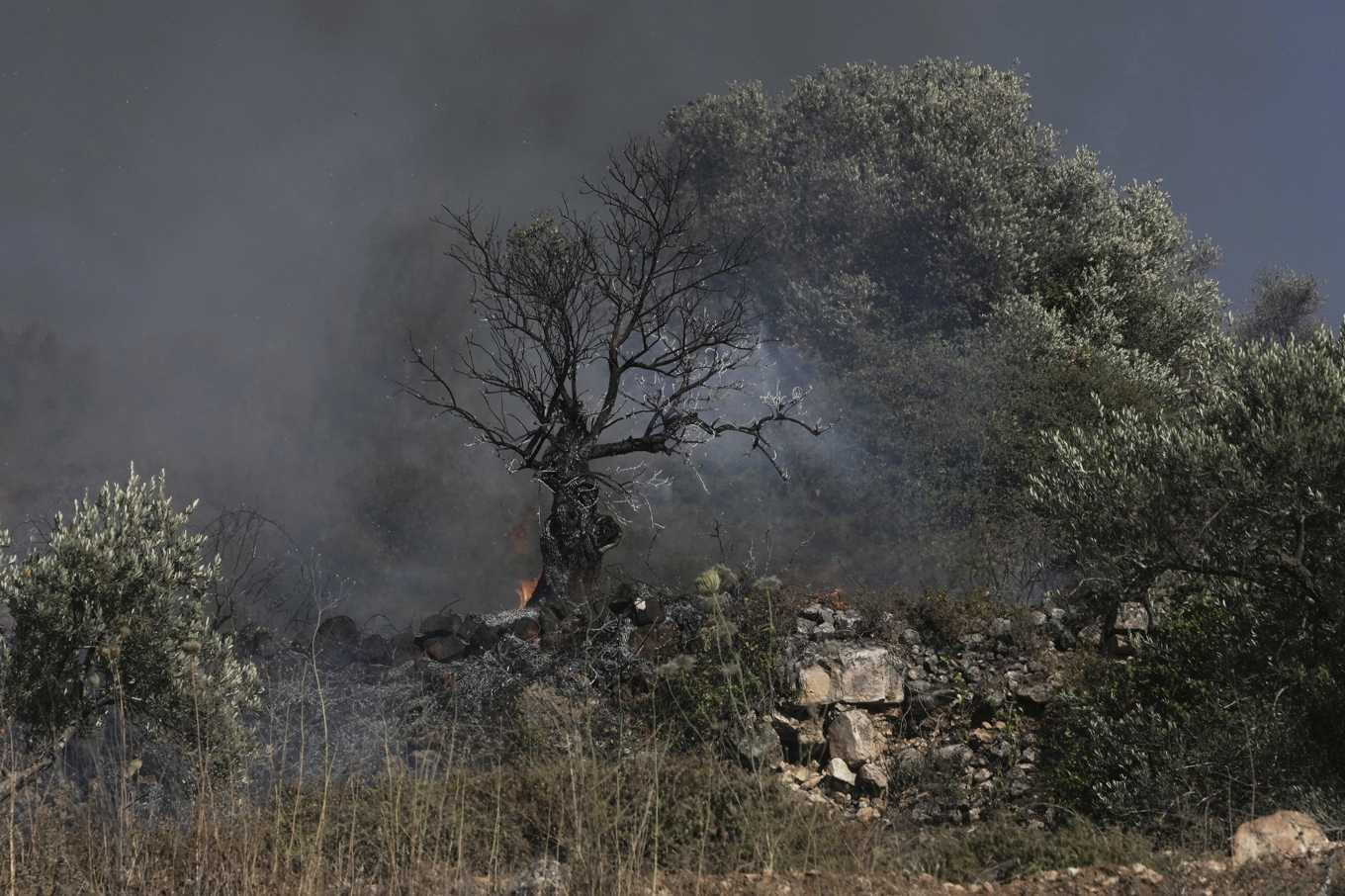 Ett olivträd glöder efter att ha bränts i en palestinsk by nära staden Sinjil på Västbanken. Bilden är från i fredags. Foto: Maya Alleruzzo/AP/TT