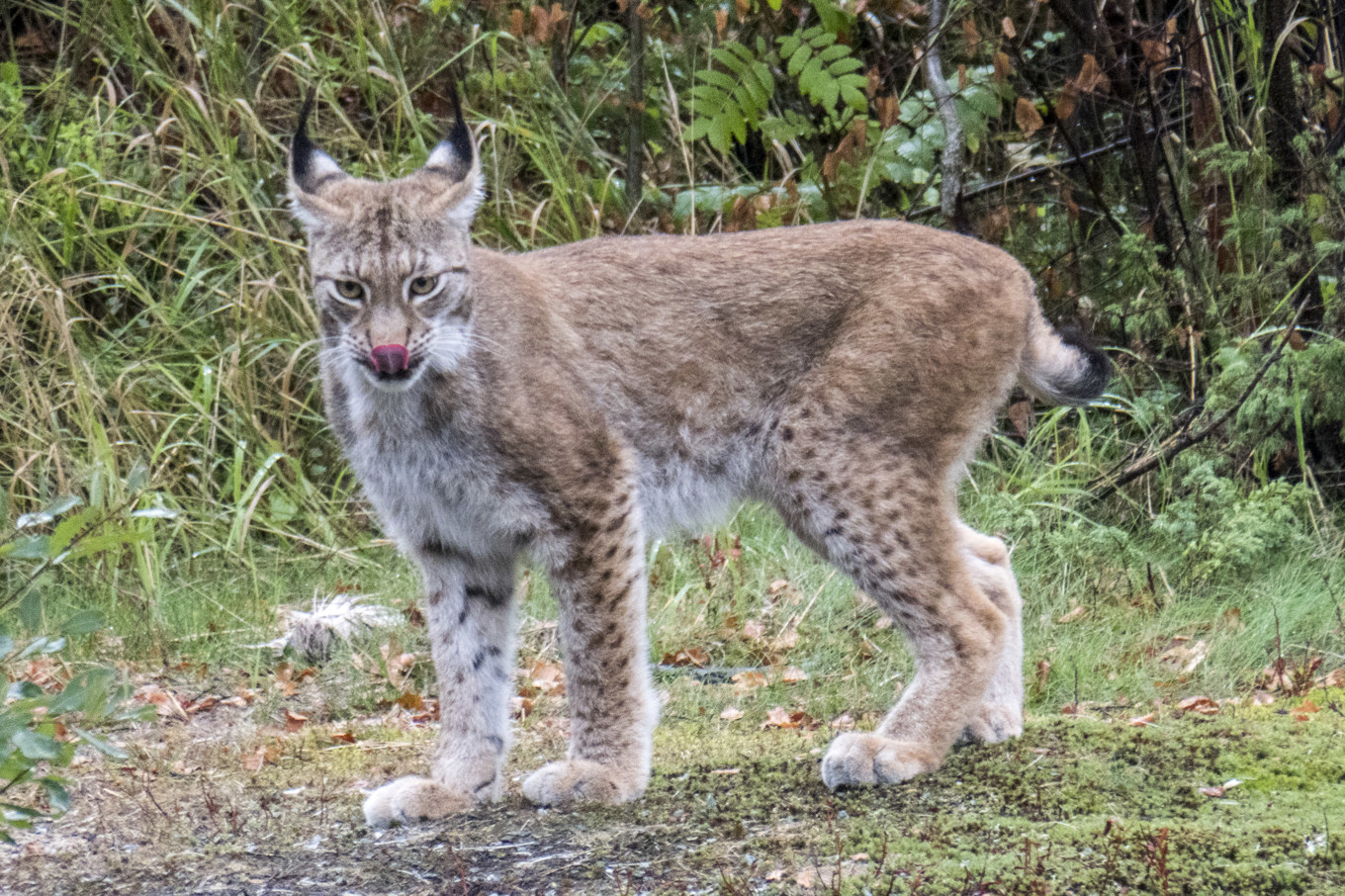 Länsstyrelsen ger klartecken till skyddsjakt på ett lodjur som angripit lamm i södra Småland. Arkivbild. Foto: Paul Kleiven/NTB Scanpix/TT