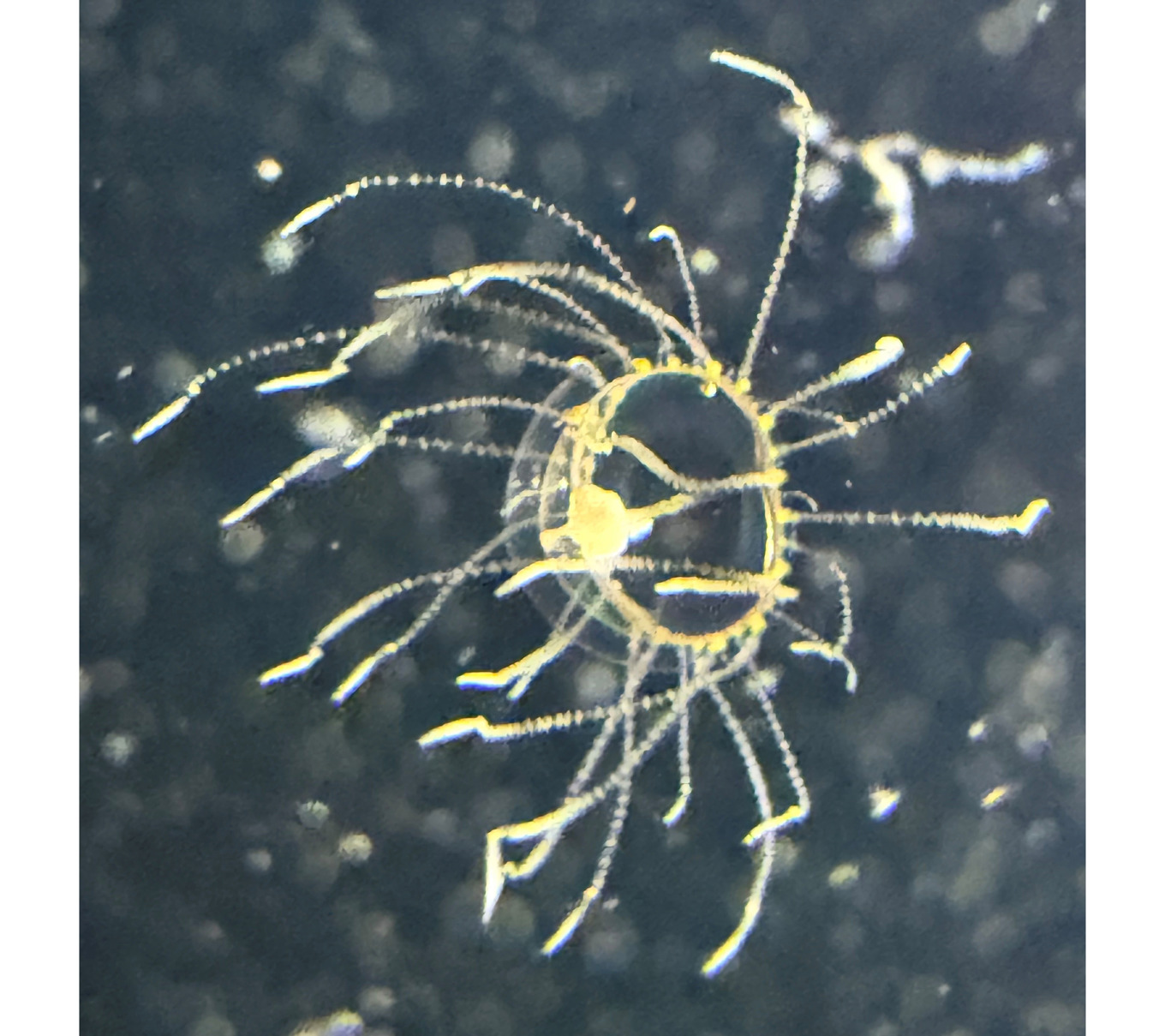 Klängmaneten är bara en till tre centimeter lång, men vissa varianter har ett starkt brännande gift. Foto: Anders Kjær/Øresundsakvariet