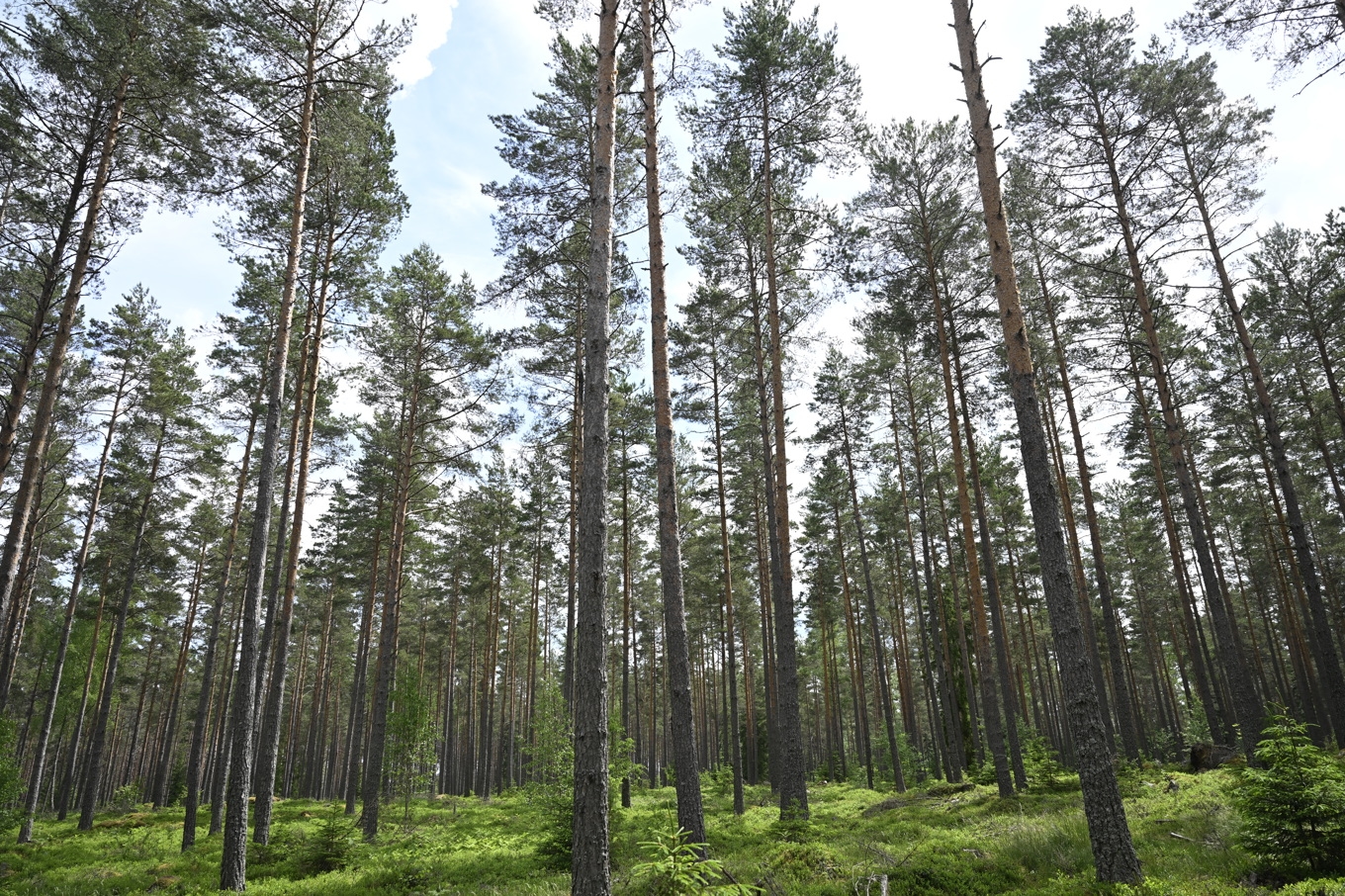 Sveaskog högg av misstag ned fel träd och krävs nu på skadestånd. Arkivbild Foto: Fredrik Sandberg/TT
