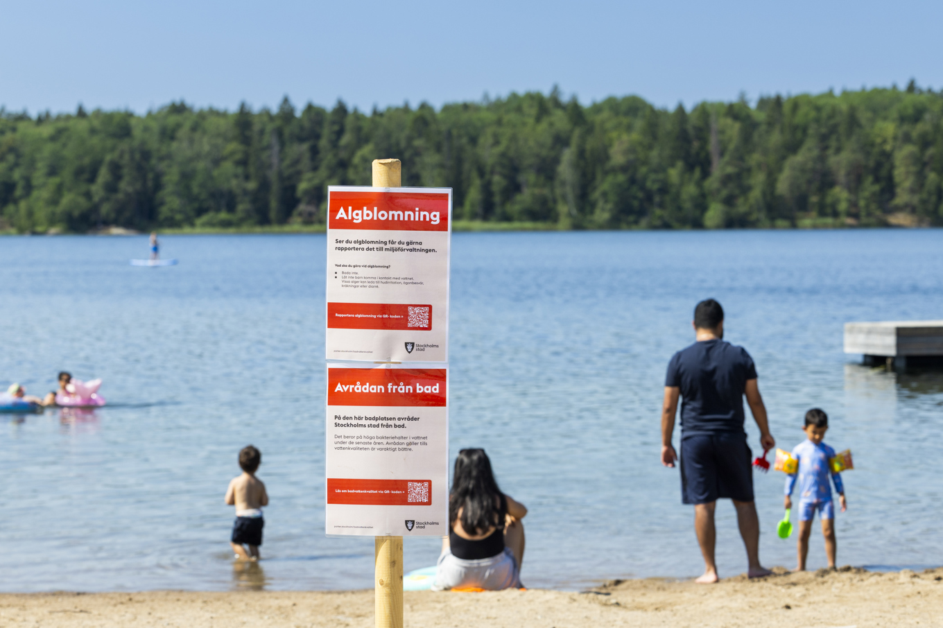 Människor badar trots avrådan på grund av algblomning. Foto: Pär Bäckström/TT