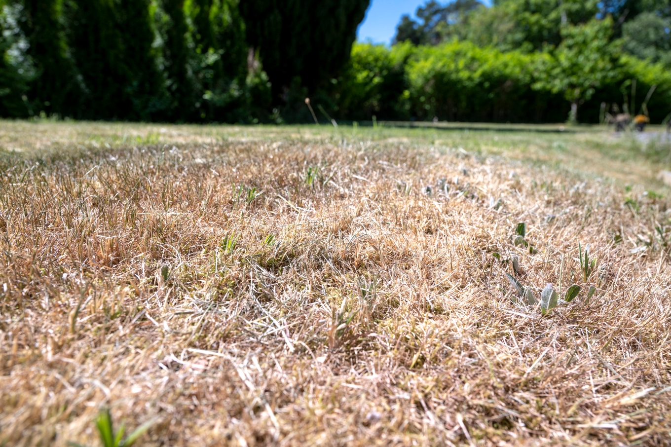Det råder mycket stor brandrisk i stora delar av landet. På flera håll är brandrisken extrem enligt SMHI. Arkivbild. Foto: Björn Larsson Rosvall/TT