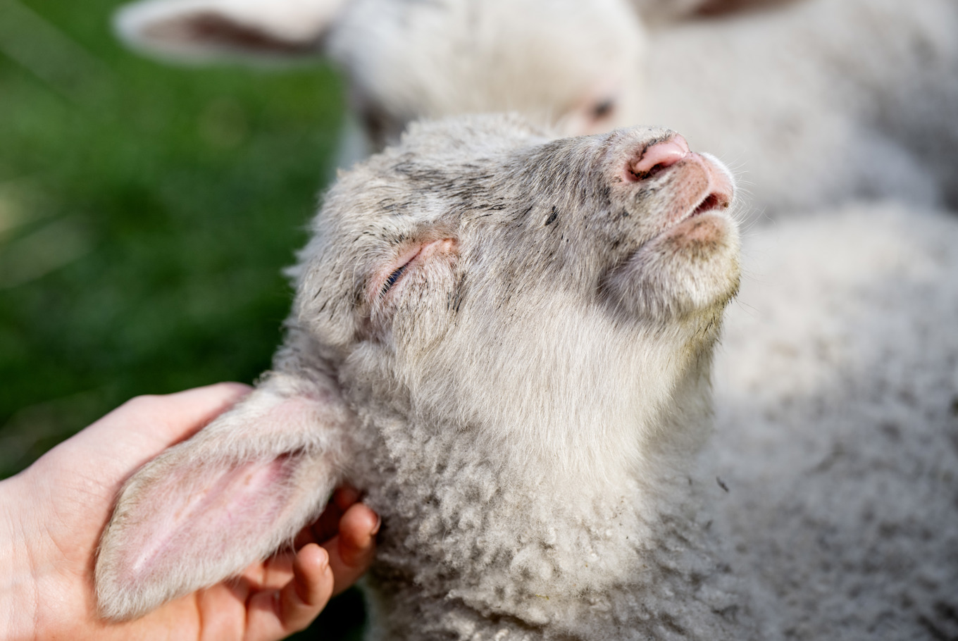 Bä, bä vita lamm har du någon ull? Arkivbild. Foto: Christine Olsson/TT