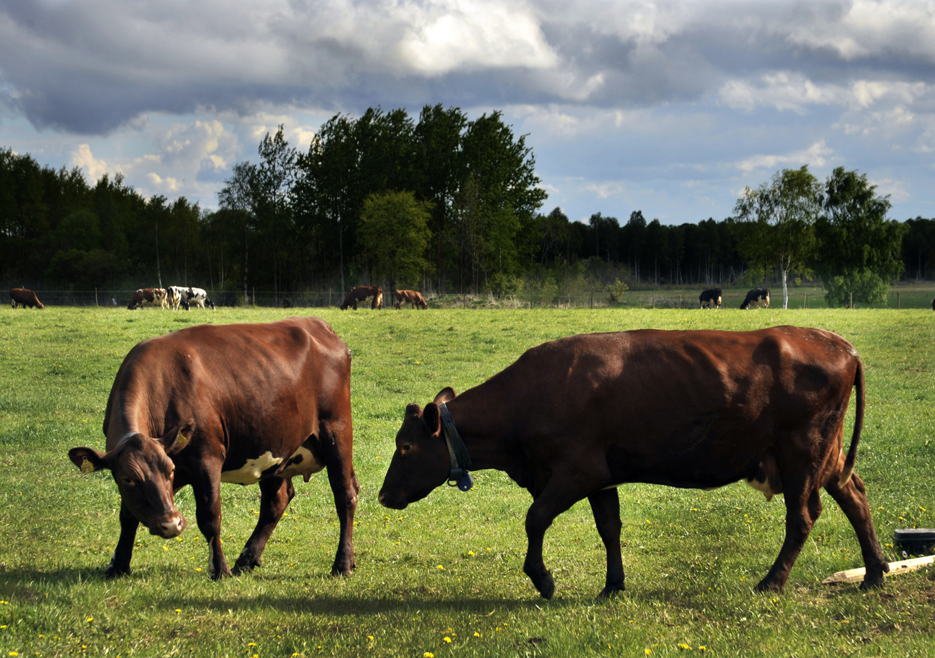 Kor på grönbete. Arkivbild. Foto: Hasse Holmberg/TT