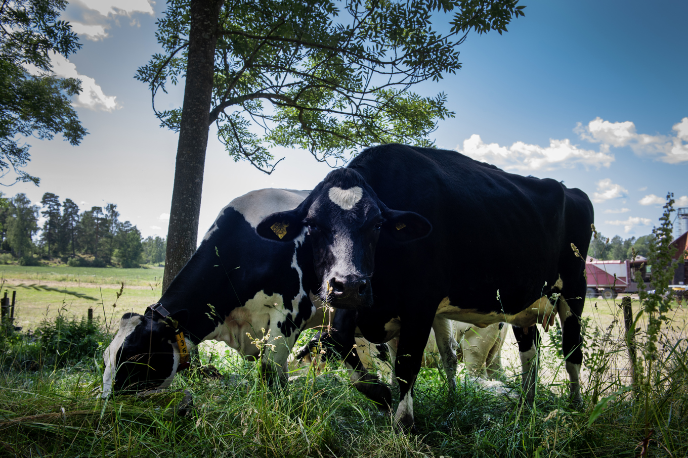 Kor är på rymmen efter ett åskoväder. Arkivbild. Foto: Anna Hållams /TT