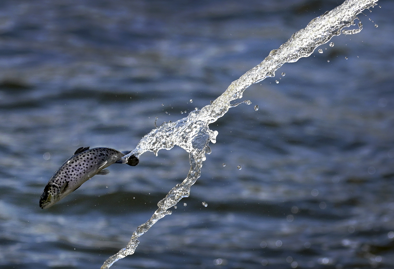 Tusentals fiskar kan ha dött på grund av ett utsläpp i ån. Arkivbild. Foto: Janerik Henriksson/TT