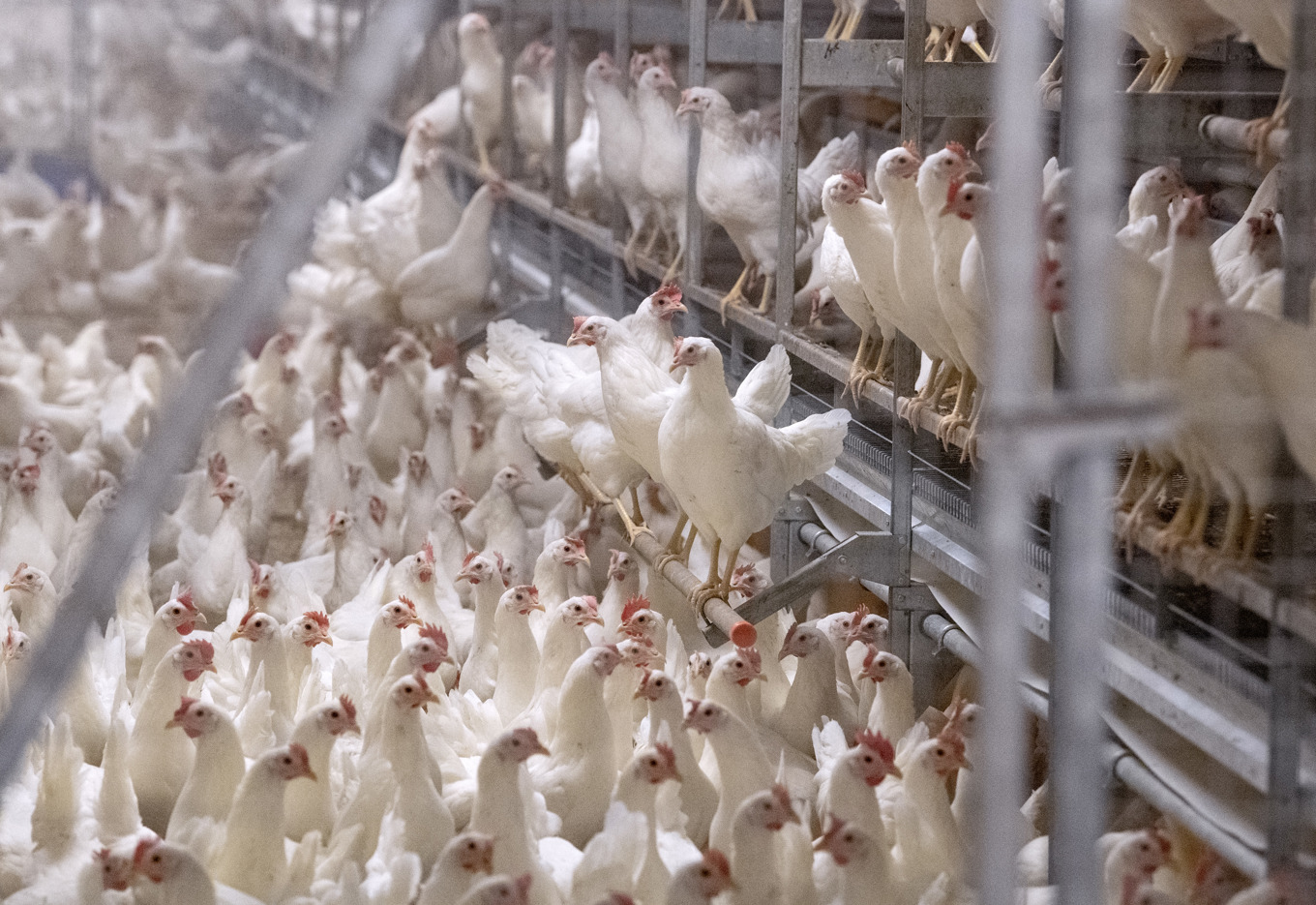 Det vanligaste sättet för människor att få i sig campylobacter är via kycklingkött. Foto: Johan Nilsson/TT