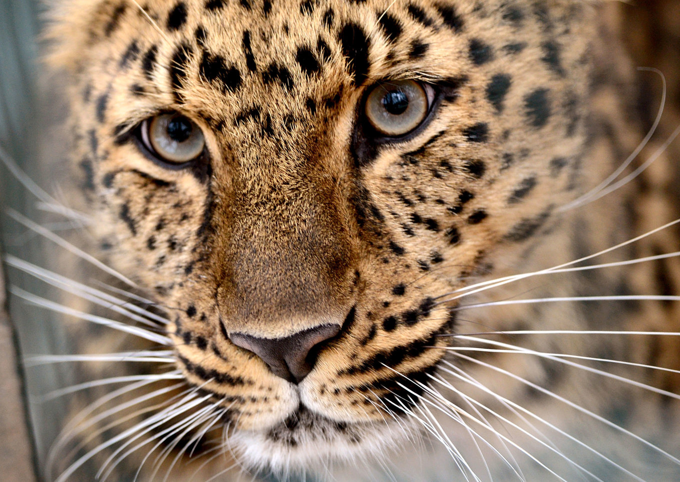 Leoparden på bilden har ingenting med händelsen i Israel att göra. Arkivbild. Foto: Hendrik Schmidt/DPA/AP/TT