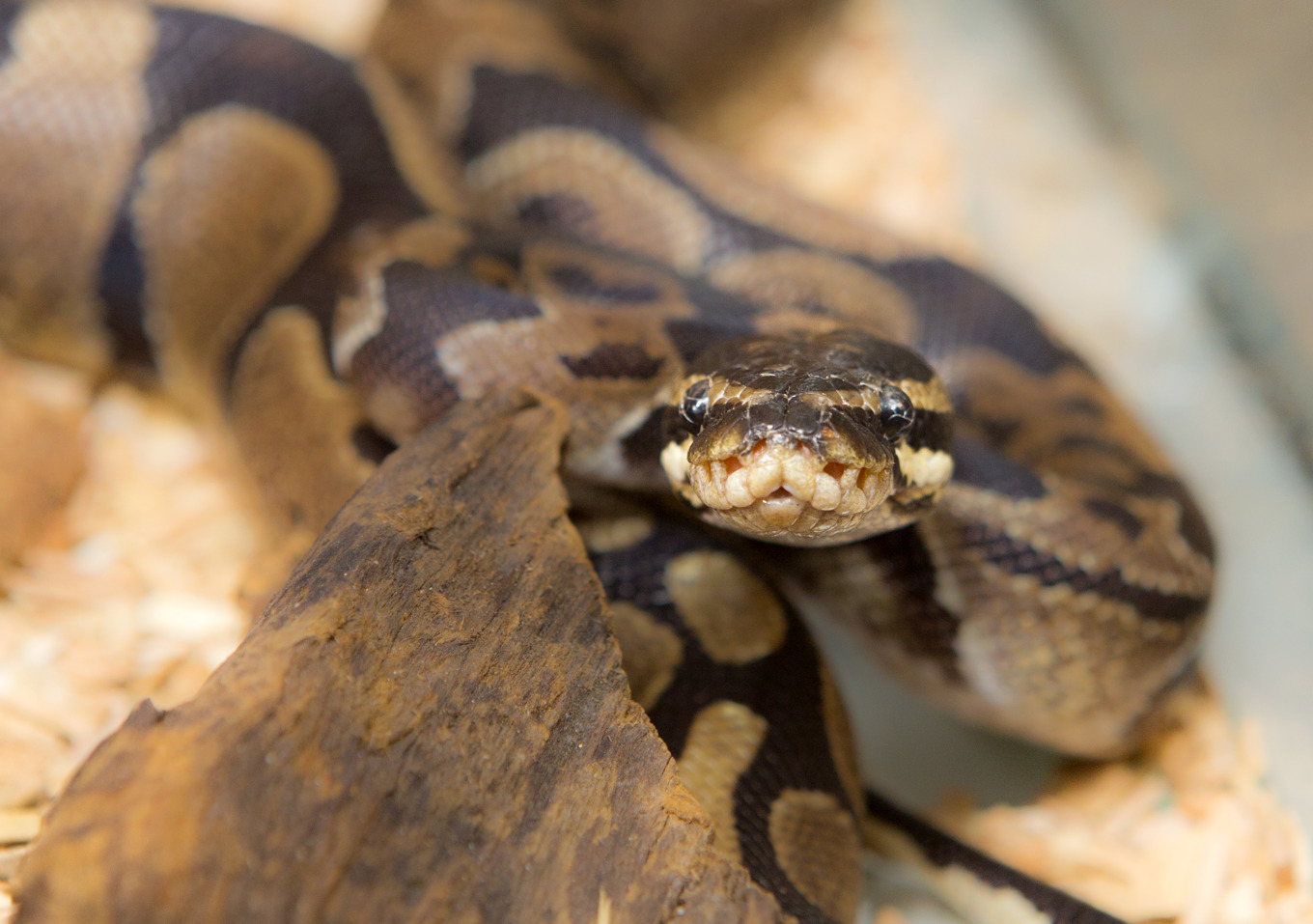 En pytonorm har hittats i skogen utanför Varberg, den tredje på kort tid, enligt Hallands Nyheter. Arkivbild. Foto: Drago Prvulovic/TT