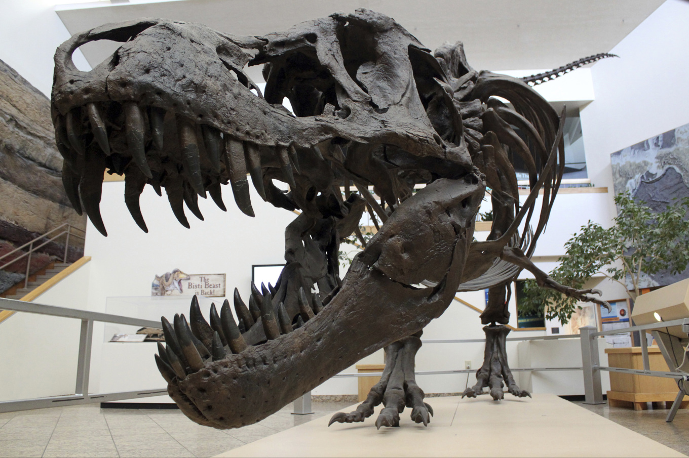 Tyrannosaurus rex hade ett massivt huvud med kraftfulla käkar och tänder som kunde krossa grova ben. Det här exemplaret återfinns på New Mexico Museum of Natural History and Science i Albuquerque, New Mexico i USA. Foto: Susan Montoya Bryan/AP/TT