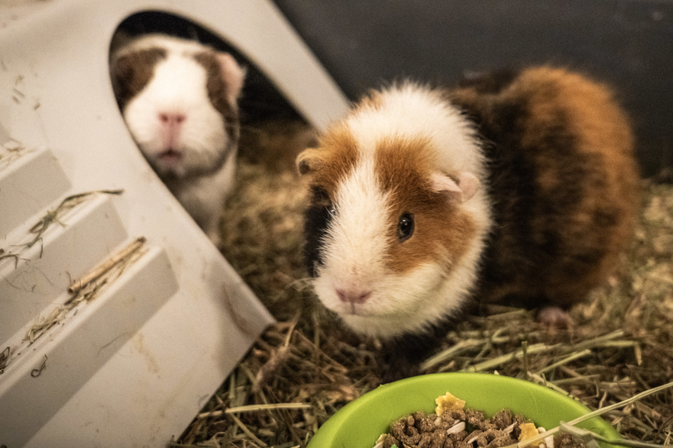 Dags att bli mat? Arkivbild. Foto: Ole Berg-Rusten/NTB/TT