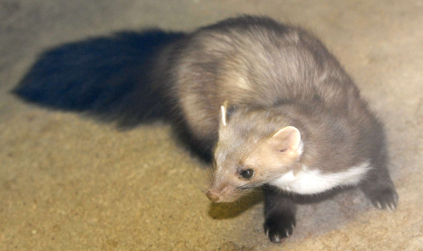 Stenmården gillar att gnaga sönder kablar. Arkivbild. Foto: Matthias Rietchel /AP/TT