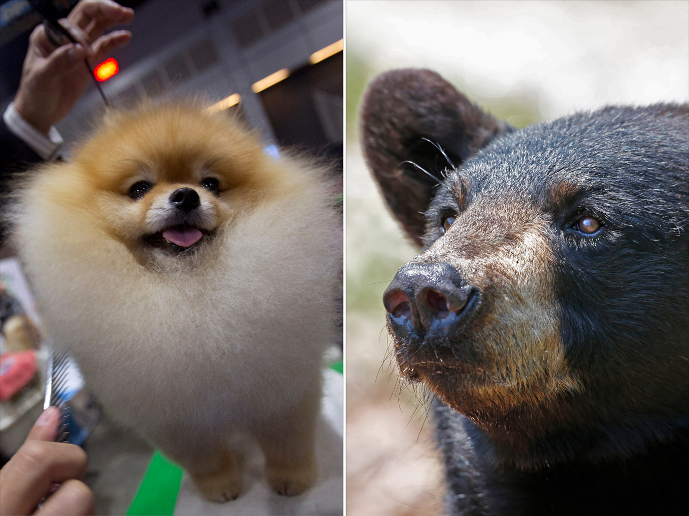 En dvärgspets jagade iväg en svartbjörn i British Columbia i Kanada. Arkivbilder. Foto: Kankanit Wiriyasajja/AP/TT, Robert F. Bukaty/AP/TT
