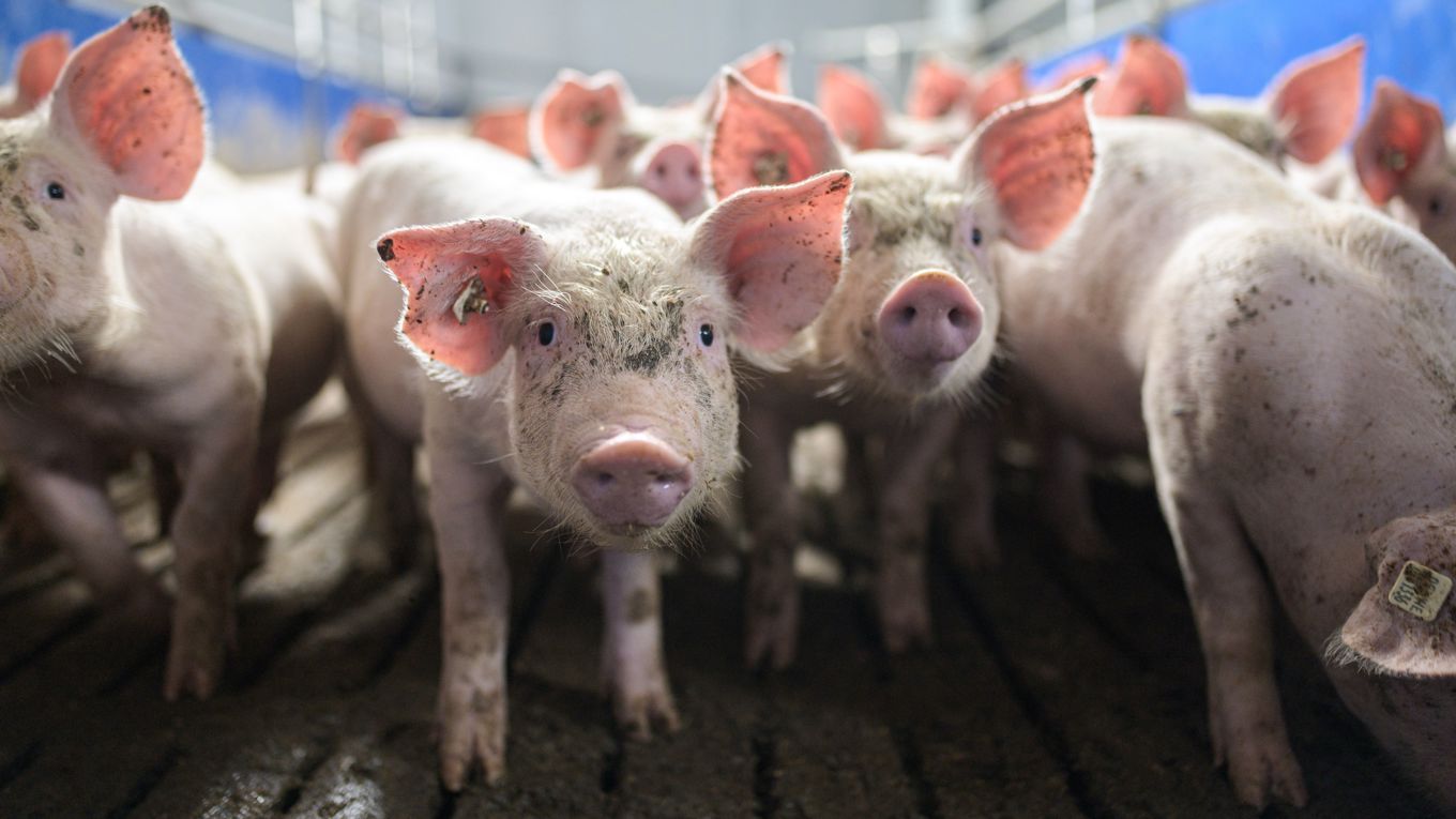 Tyska grisuppfödare kan behöva bygga större boxar till grisarna. Foto: Lukas Schulze/Getty Images