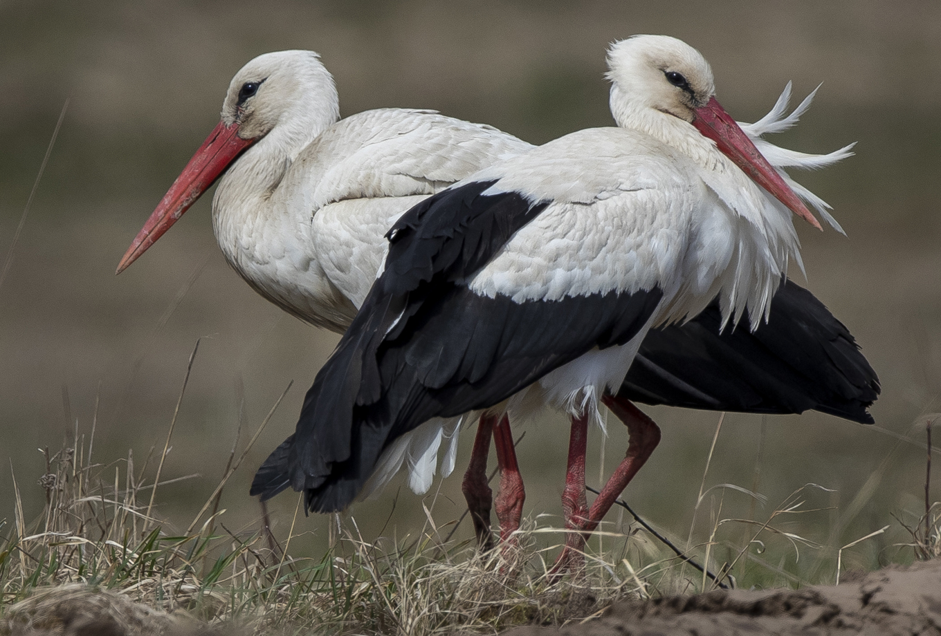 I veckan var det ett stort antal storkar som besökte en liten by i Hälsingland. Storkarna på bilden har inget med texten att göra. Arkivbild. Foto: Mindaugas Kulbis/AP/TT