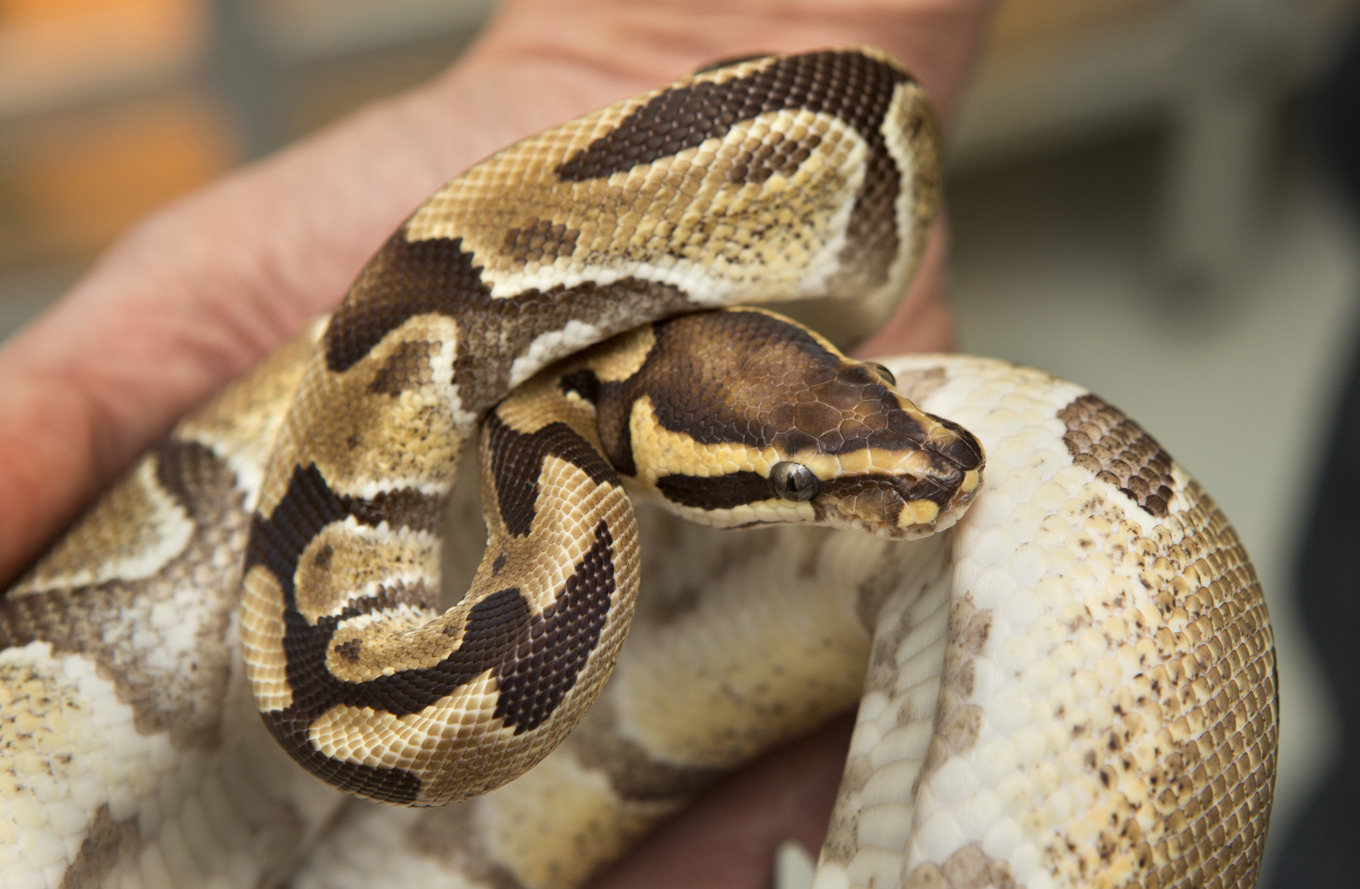 Ytterligare en pytonorm har hittats i Falkenberg i Halland. Arkivbild. Foto: Drago Prvulovic/TT