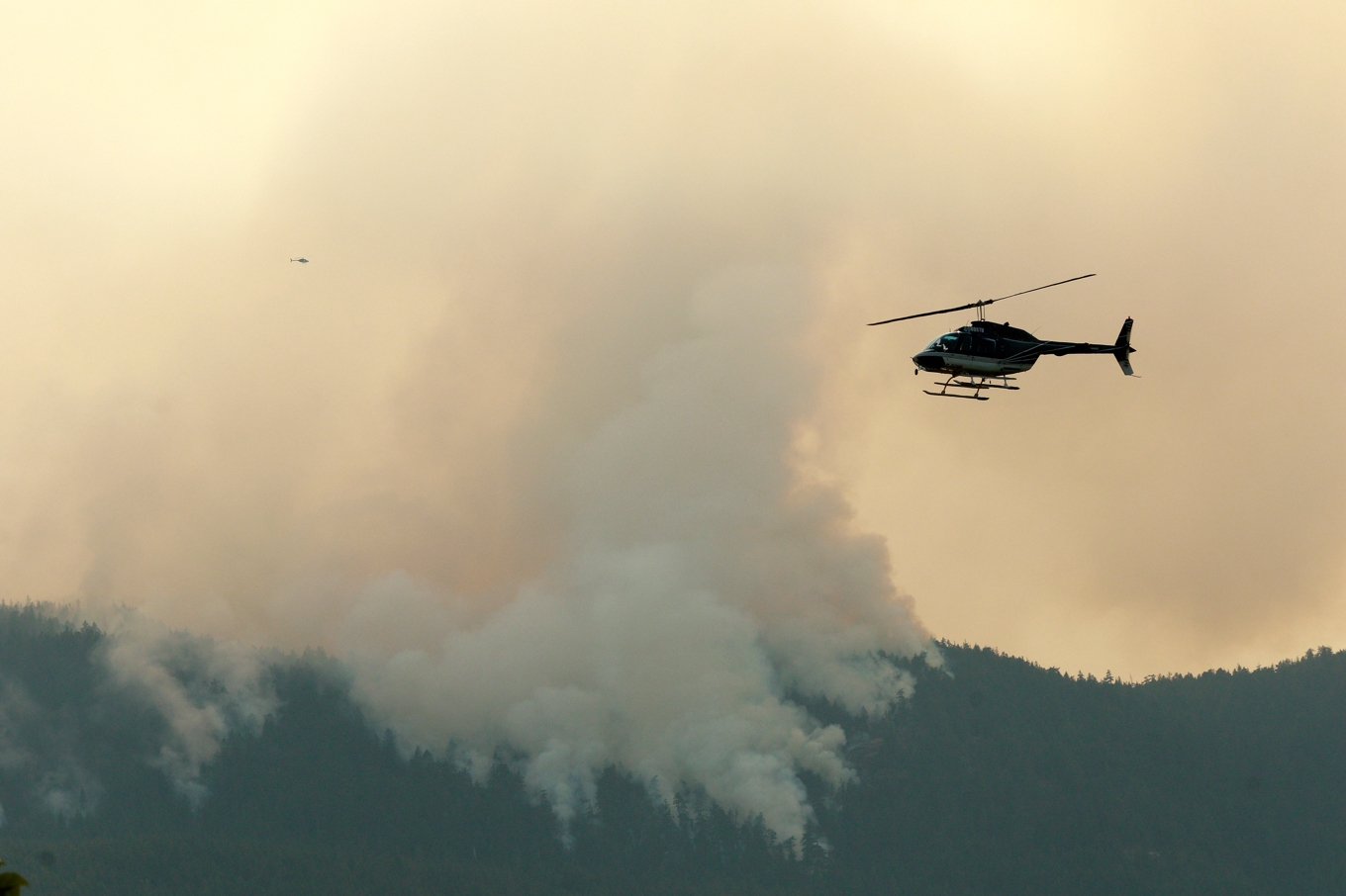 En helikopter vattenbombar en brand nära Coombs i British Columbia den 3 augusti. Foto: Chad Hipolito/The Canadian Press via AP/TT