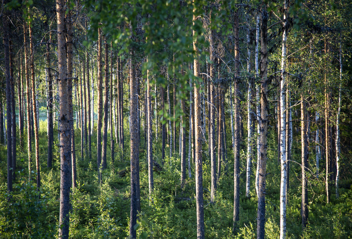 Priserna på skogsmark vänder uppåt i hela landet. Arkivbild. Foto: Helena Landstedt/TT