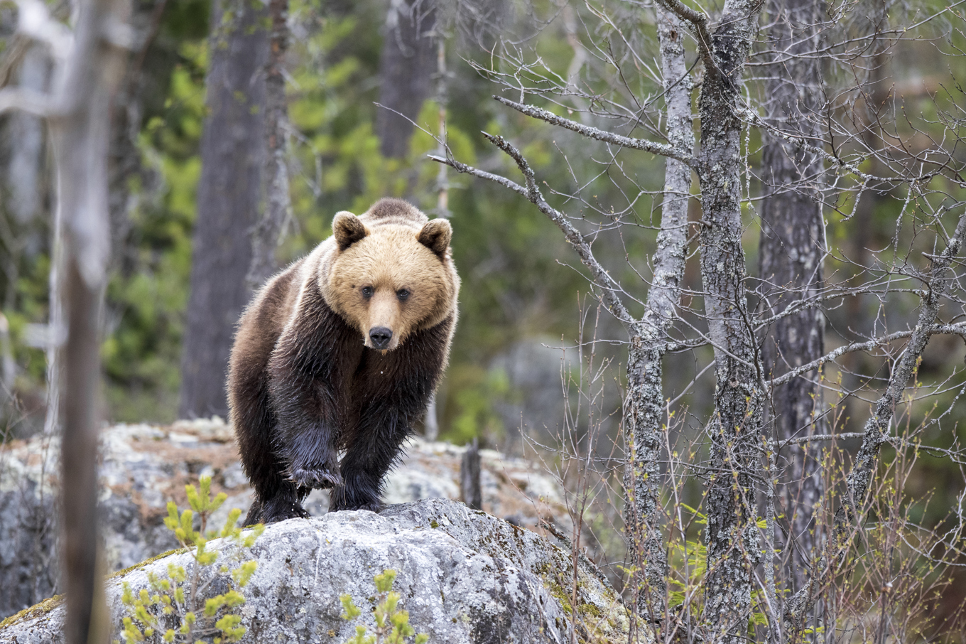 Björnen på bilden har inget med den aktuella händelsen att göra. Arkivbild. Foto: Mikael Fritzon/TT
