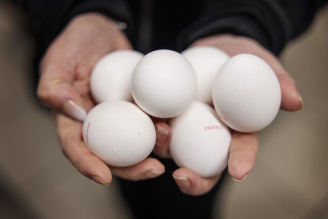 Ägg återkallas på grund av salmonellarisk. Arkivbild. Foto: Linus Sundahl-Djerf/SVD/TT