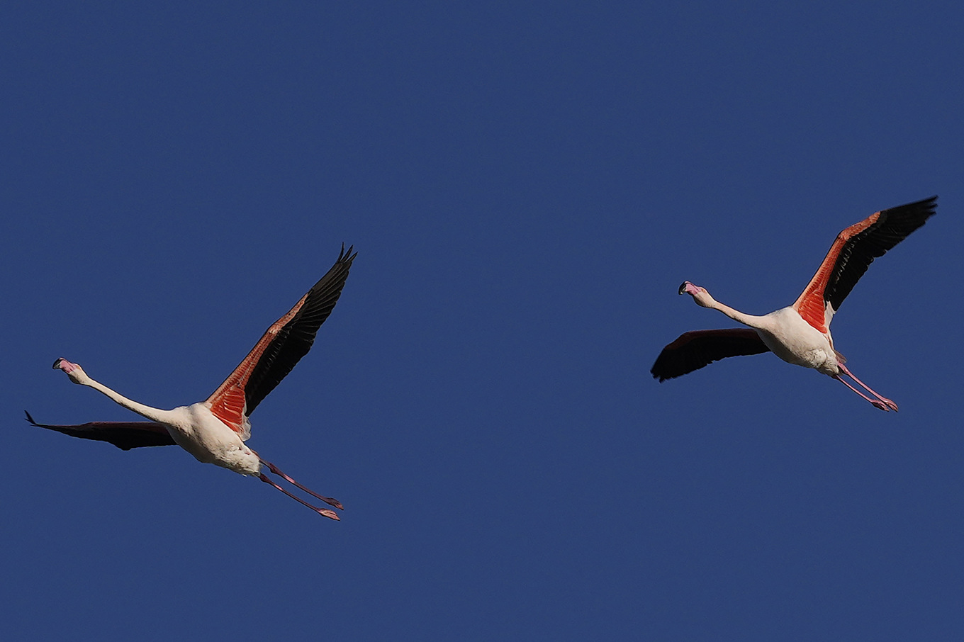 Flamingor flyger över saltsjön i kuststaden Larnaca på Cypern. Foto: Petros Karadjias/AP/TT