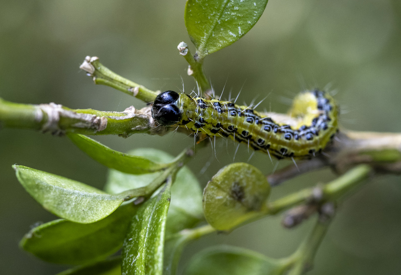 En buxbomsmott på en buxbomskvist i en trädgård i Malmö i augusti 2025. Foto: Johan Nilsson/TT