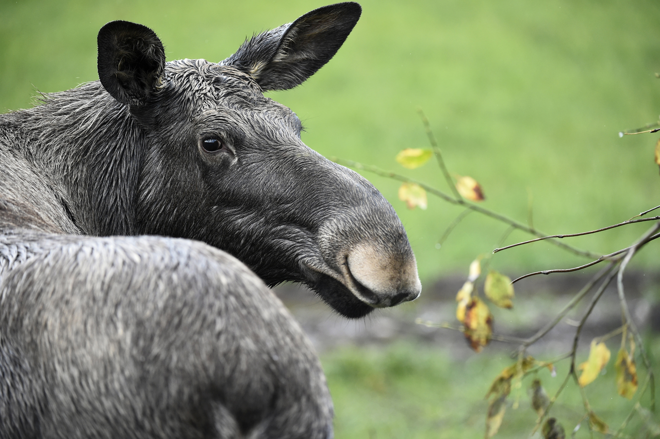 Älgko betar i Östergötland. Arkivbild. Foto: Mikael Fritzon/TT