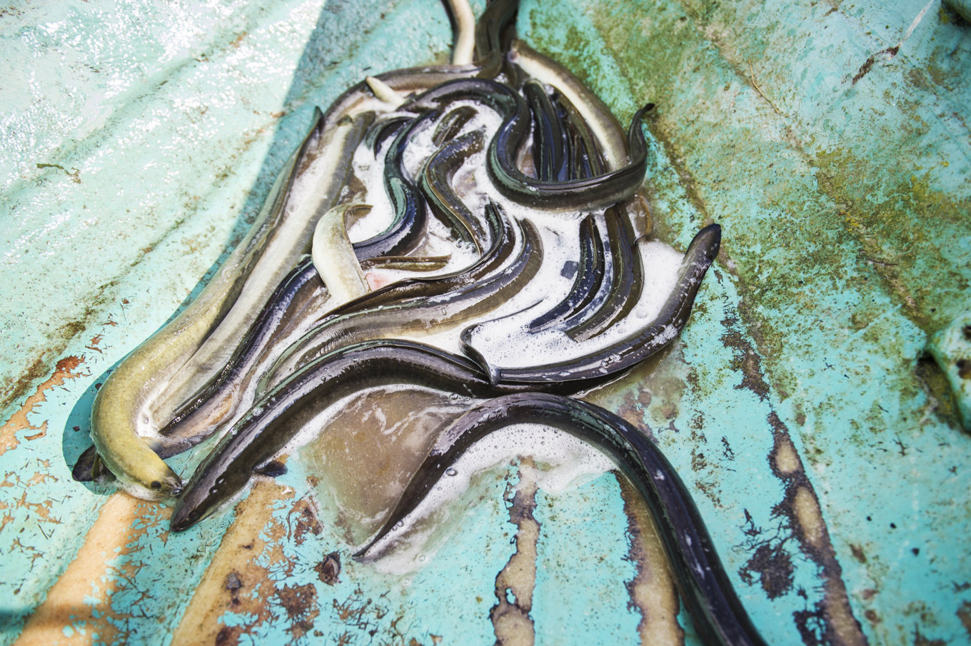 Ålen är utrotningshotad, ändå fortsätter smygfisket. Arkivbild. Foto: Emil Langvad/TT