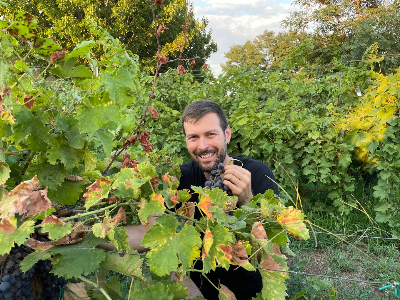 När Christos Gkolfos flyttade tillbaka till Grekland efter tio år i Sverige återupptog han sin farfars vinodling på fritiden. Foto: Christos Gkolfos.