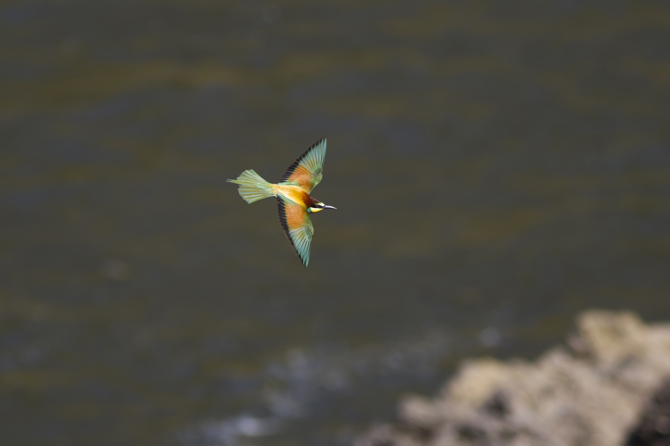 Den färgglada fågeln biätare expanderar snabbt norrut i Europa och har fyra somrar på raken häckat i Skåne. Foto: P-G Bentz/sturnus.se