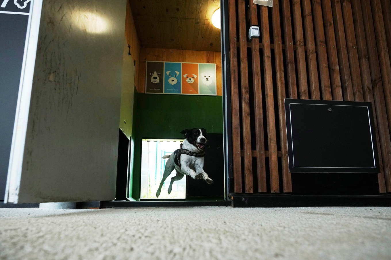 En hund vid namn Zoe på hundhotellet Dog Relais på Roms flygplats. Foto: Alessandra Tarantino/AP/TT
