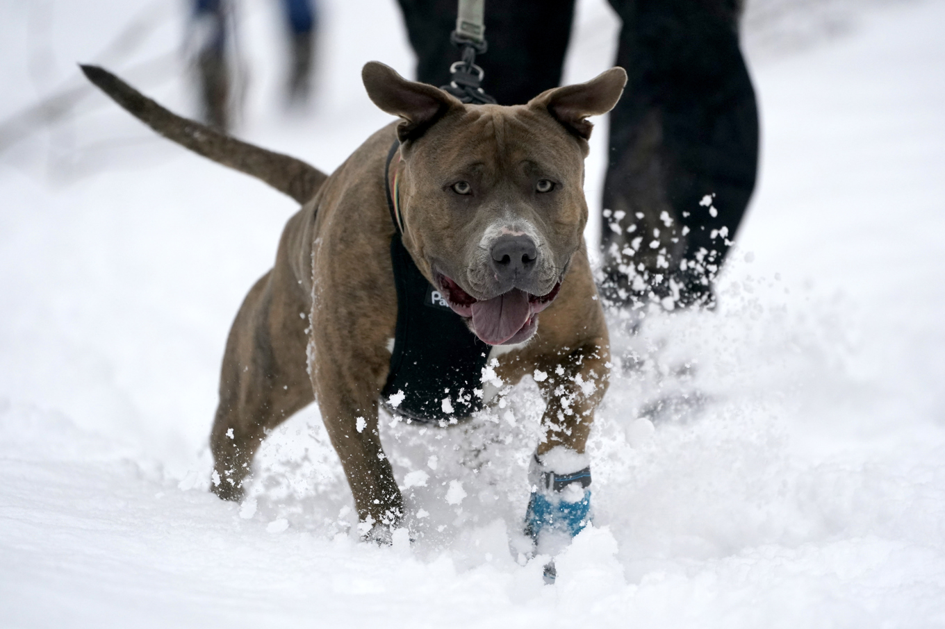 En amerikansk pitbullterrier. Arkivbild. Foto: Julio Cortez/AP/TT
