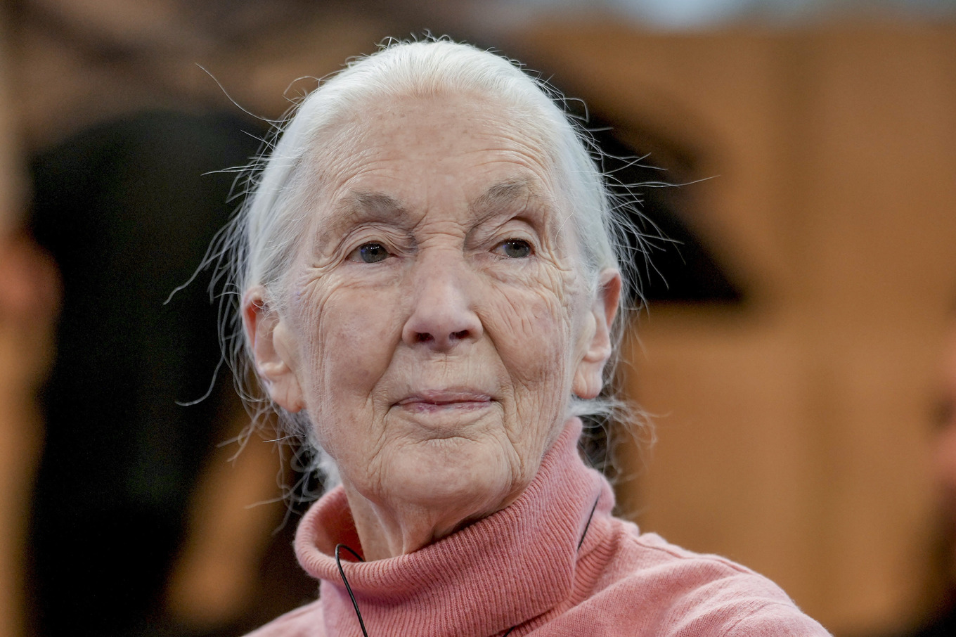 Jane Goodall vid ett panelsamtal i Davos i Schweiz 2024. Foto: Markus Schreiber/AP/TT