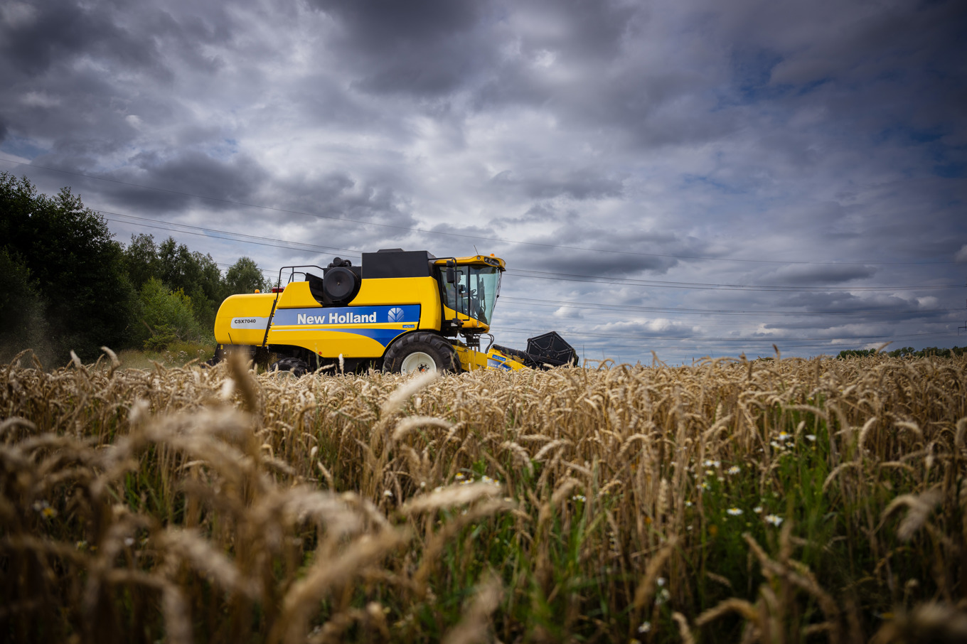 En lantbrukare skördar vete norr om Stockholm. Arkivbild. Foto: Magnus Lejhall/TT