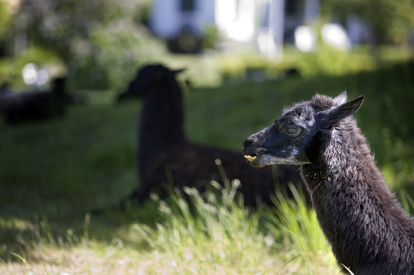 Två alpackor blev attackerade av en varg någon gång mellan fredag och söndag. Ett av djuren dog. Arkivbild. Foto: Björn Lindgren/TT