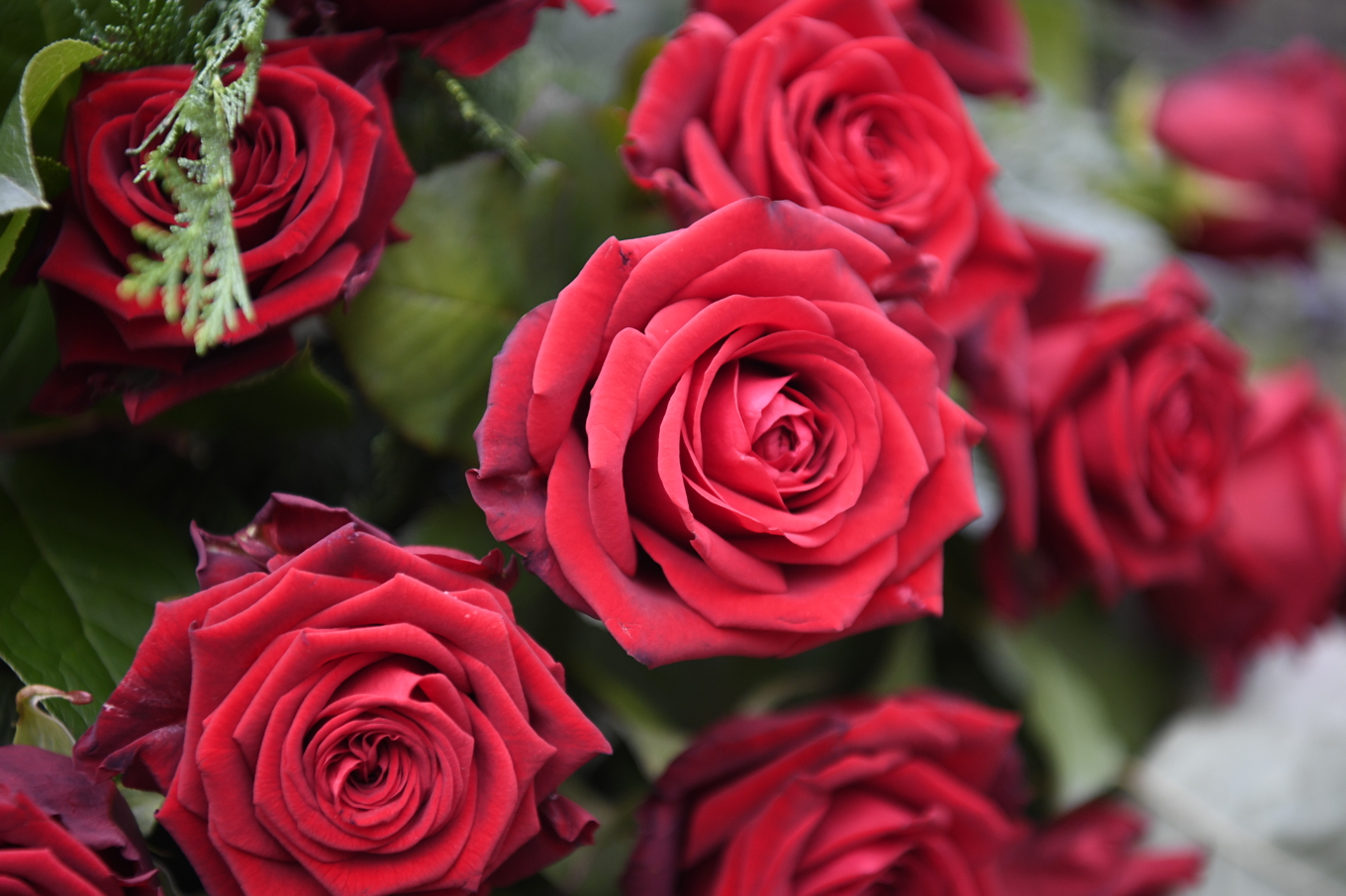 Två personer har gripits misstänkta för rosbedrägeri. Foto: Viktoria Bank/TT