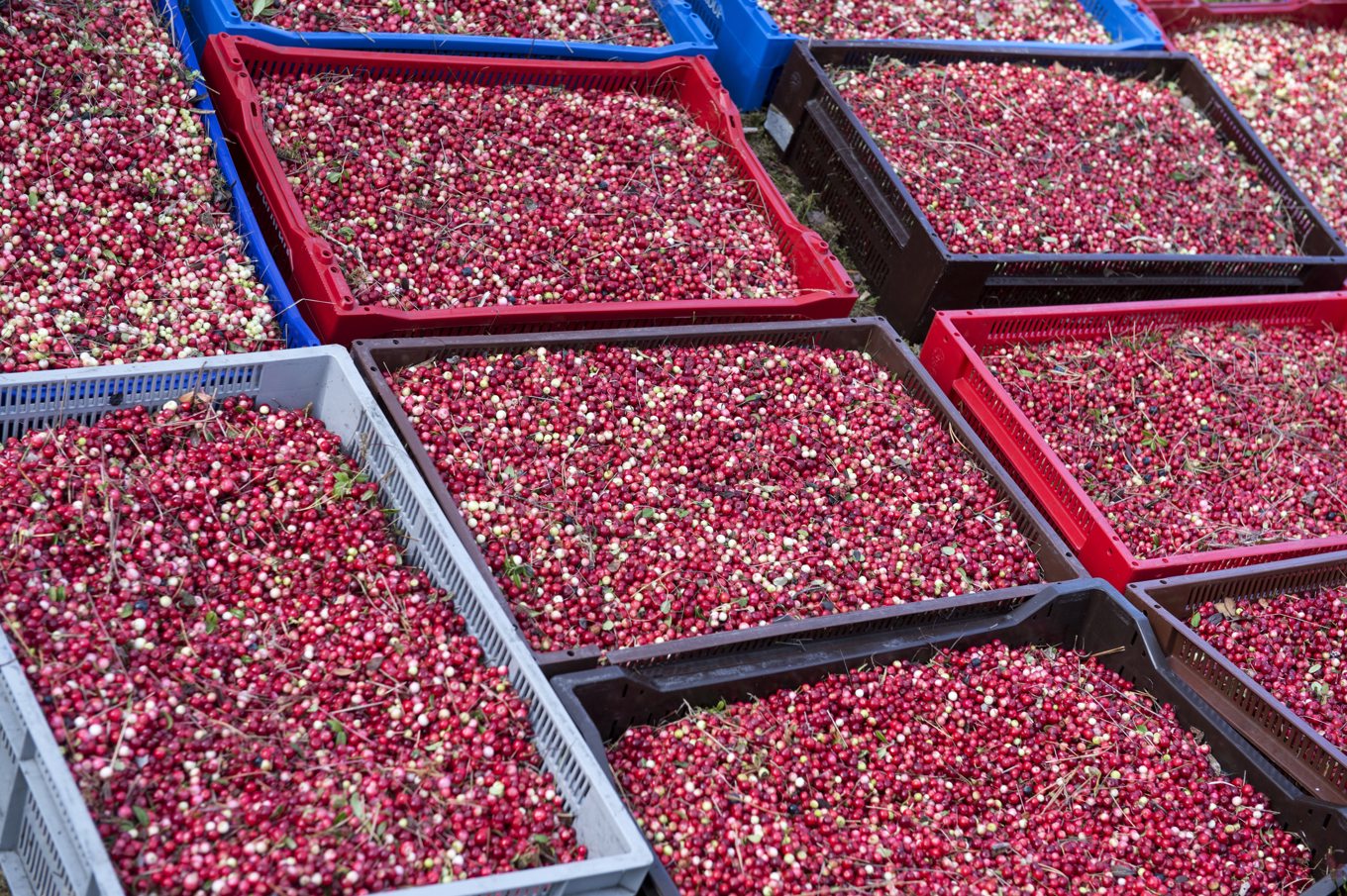 Thailändarna plockade bär – men fick knappt någon ersättning. Arkivbild. Foto: Bertil Enevåg Ericson/TT