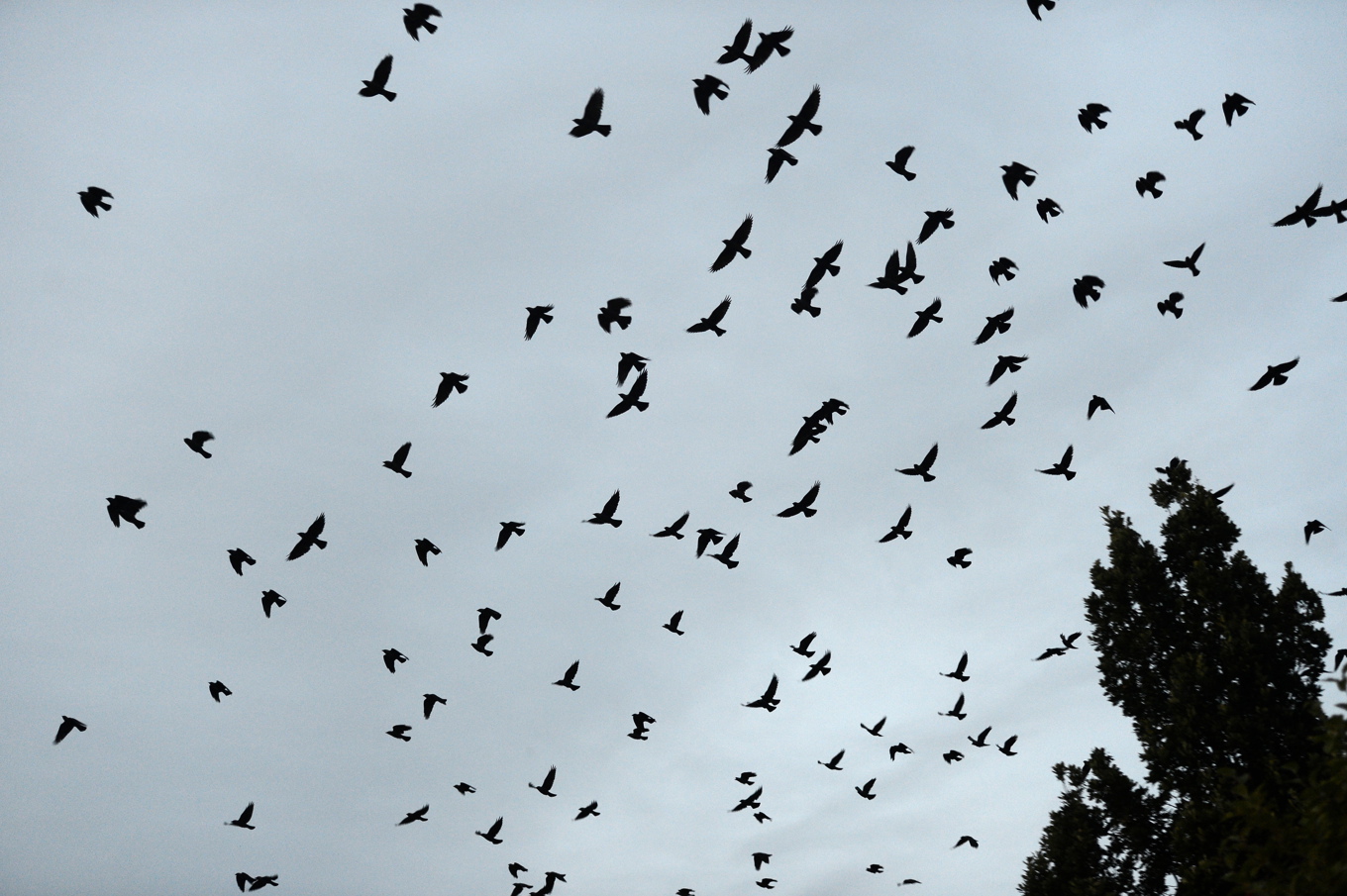 Ett första fall av fågelinfluensa hos vilda fåglar har konstaterats. Arkivbild. Foto: Fredrik Sandberg/TT