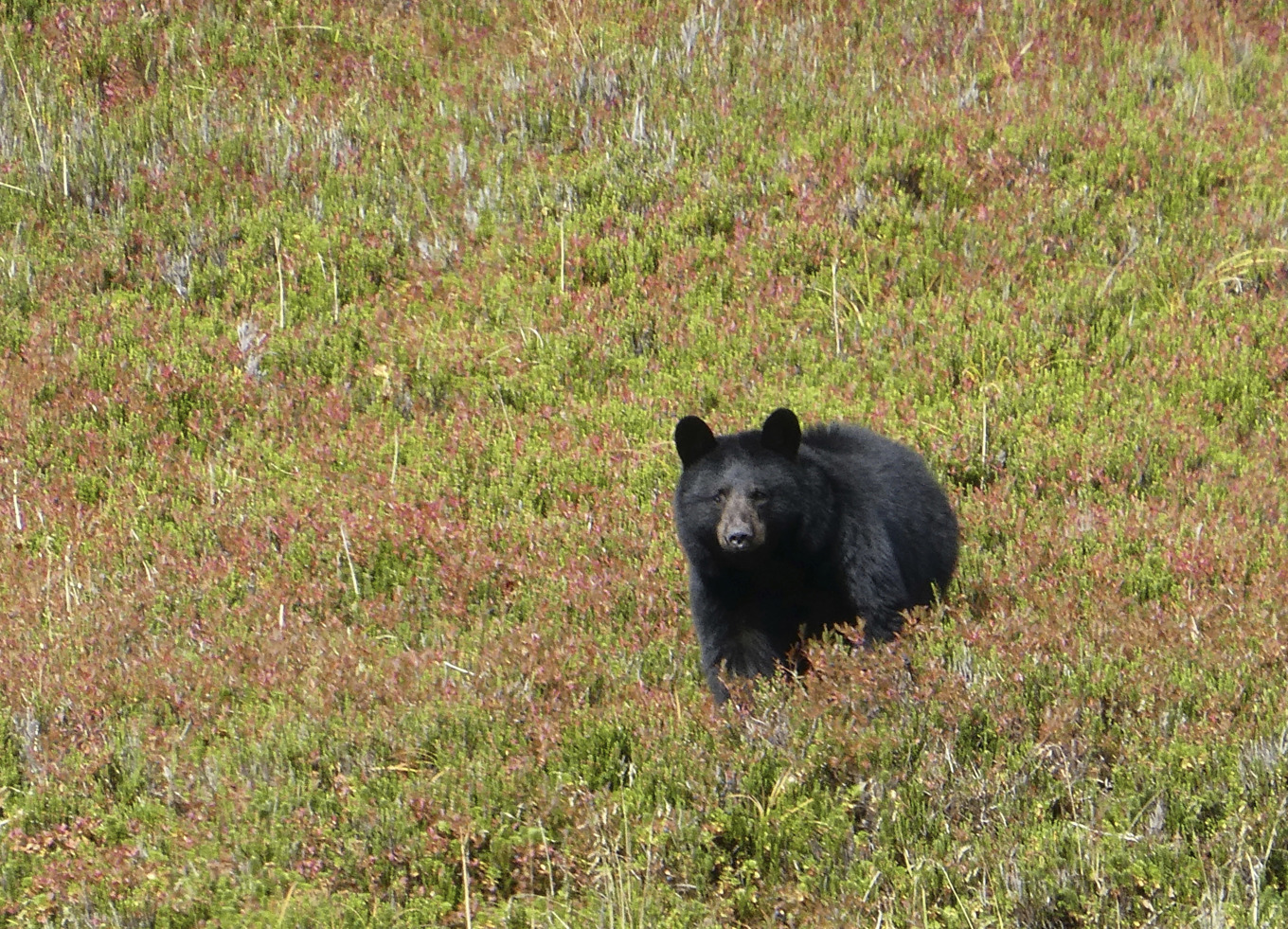 En björn fångad på bild i Alaska vid ett tidigare tillfälle. Foto: Becky Bohrer/AP/TT