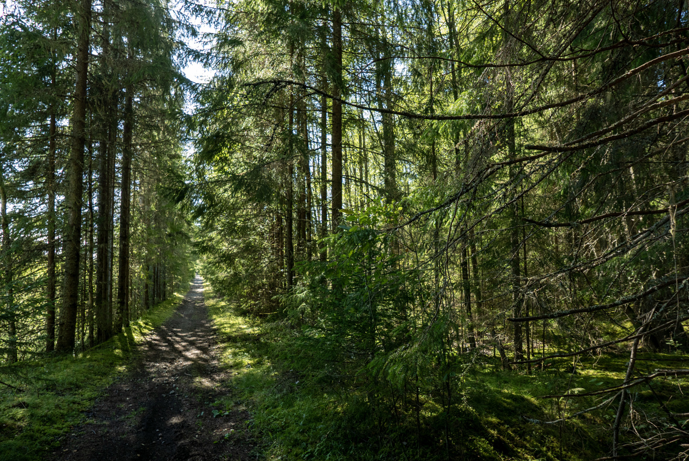 Det blir igen gemensamma regler för skogsövervakning i EU. Foto: Gabriella Bruske/TT