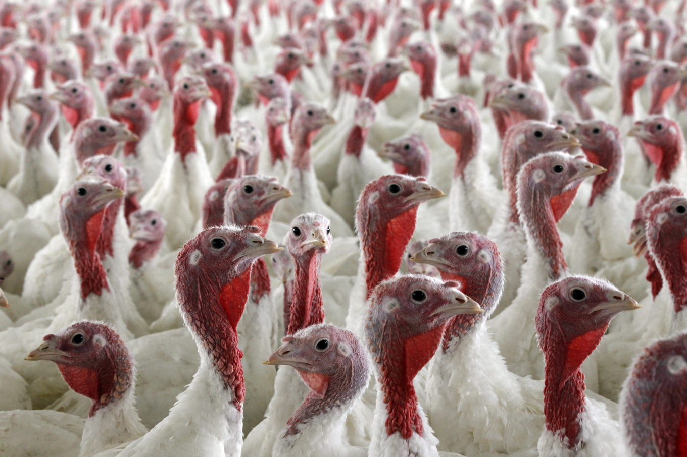 Fågelinfluensa har konstaterats på en stor kalkongård i skånska Tomelilla kommun. Foto: Matt Rourke/AP/TT