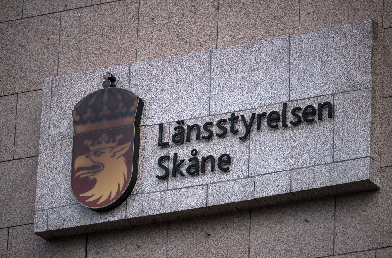 En varg sköts på sex meters avstånd i samband med jakt i Osby kommun. Foto: Johan Nilsson/TT