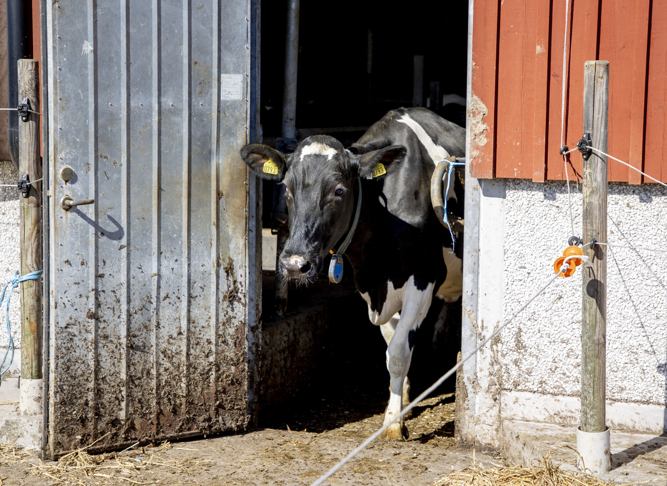 Det kooperativa mejeriföretaget Arla sänker i november det pris de betalar till bönderna för konventionell mjölk. Arkivbild. Foto: Adam Ihse/TT