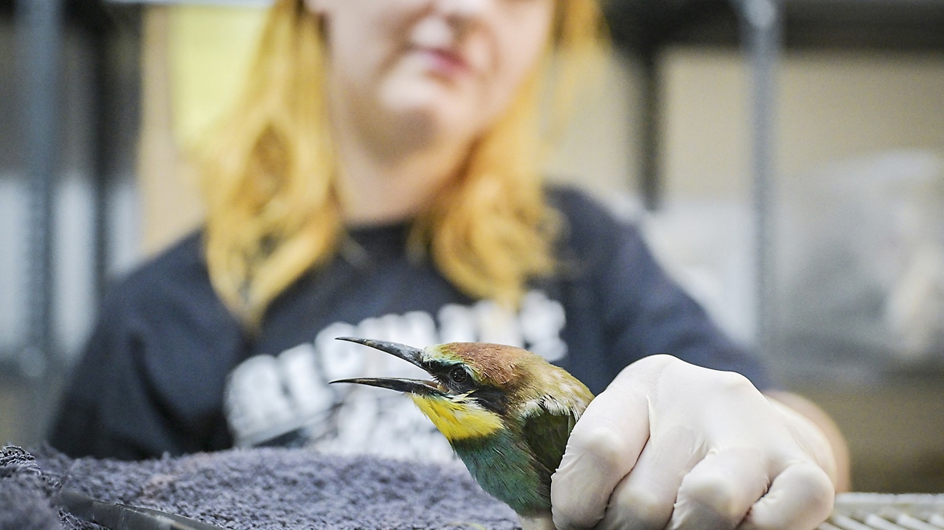 Grekisk naturvårdare räddar en biätare. Pessimistiska prognoser glömmer att naturvård gör skillnad. Foto: Aris Messinis/AFP/Getty Images