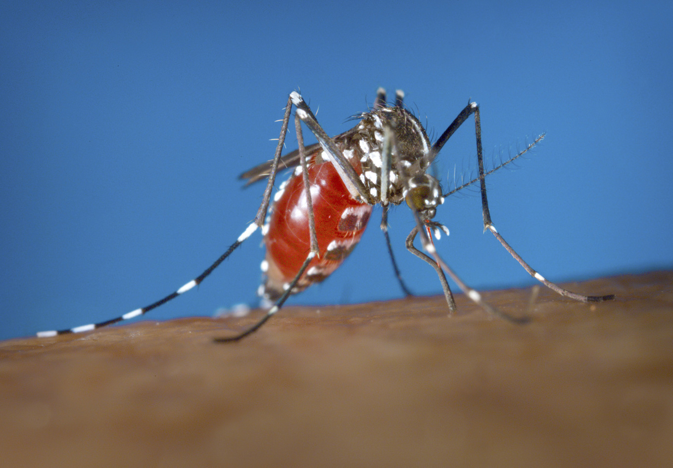 Den asiatiska tigermyggan sprider dengue- och chikungunya-virus. Arkivbild. Foto: James Gathany/AP/TT