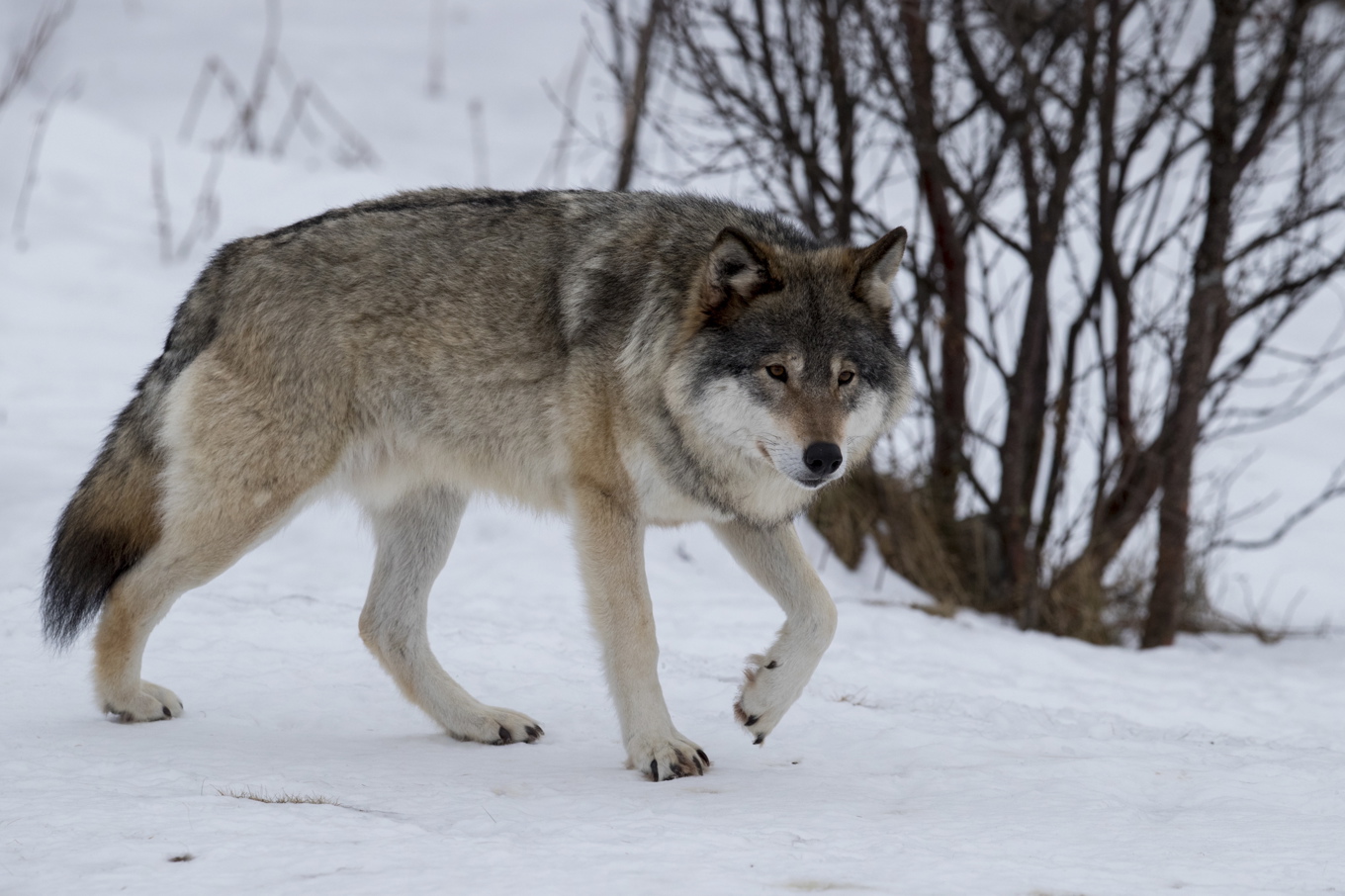 En varg har skjutits under skyddsjakt i Kiruna kommun. Arkivbild. Foto: Heiko Junge / NTB Scanpix / TT