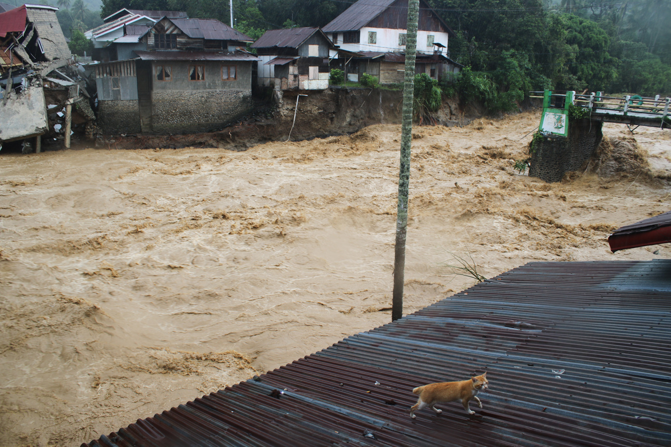 En katt har lyckats smita undan de rasande vattenmassorna i Tanah Datar på Sumatra på fredagen. Foto: Ali Nayaka/AP/TT
