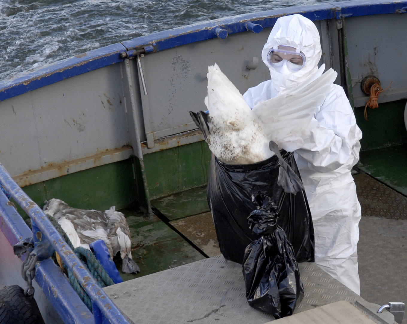 Ett utbrott av en aggressiv form av fågelinfluensa har drabbat Skåne. Arkivbild. Foto: Gunnar Lundmark/SVD/TT